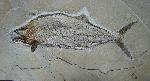 Hypsocormus sp.